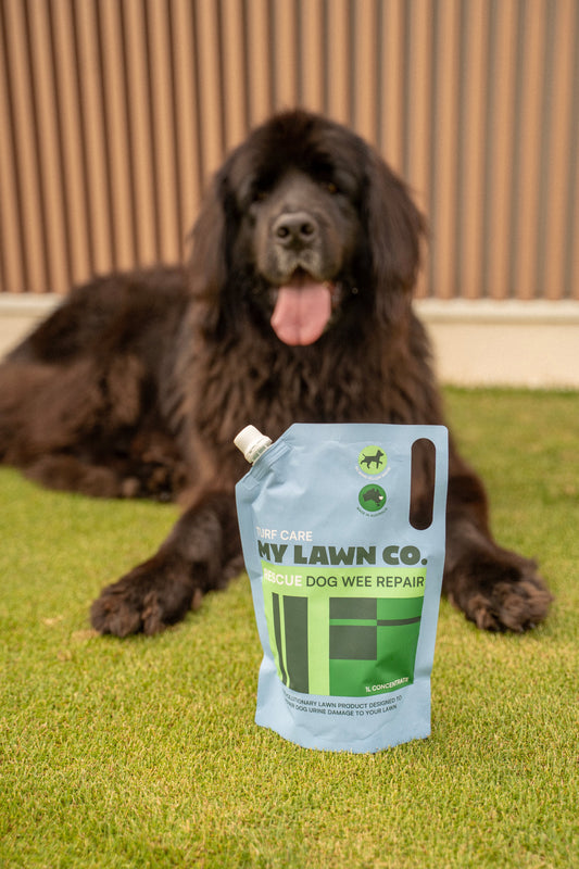 Dog urine burn in lawns — is it impossible to have a lush green lawn and own a dog?