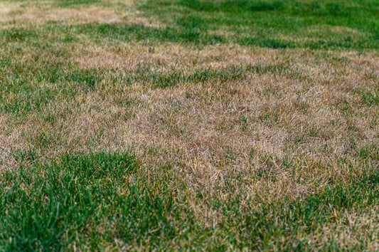 The Weather’s Cooling Down… So Why Is My Lawn Still Dry?