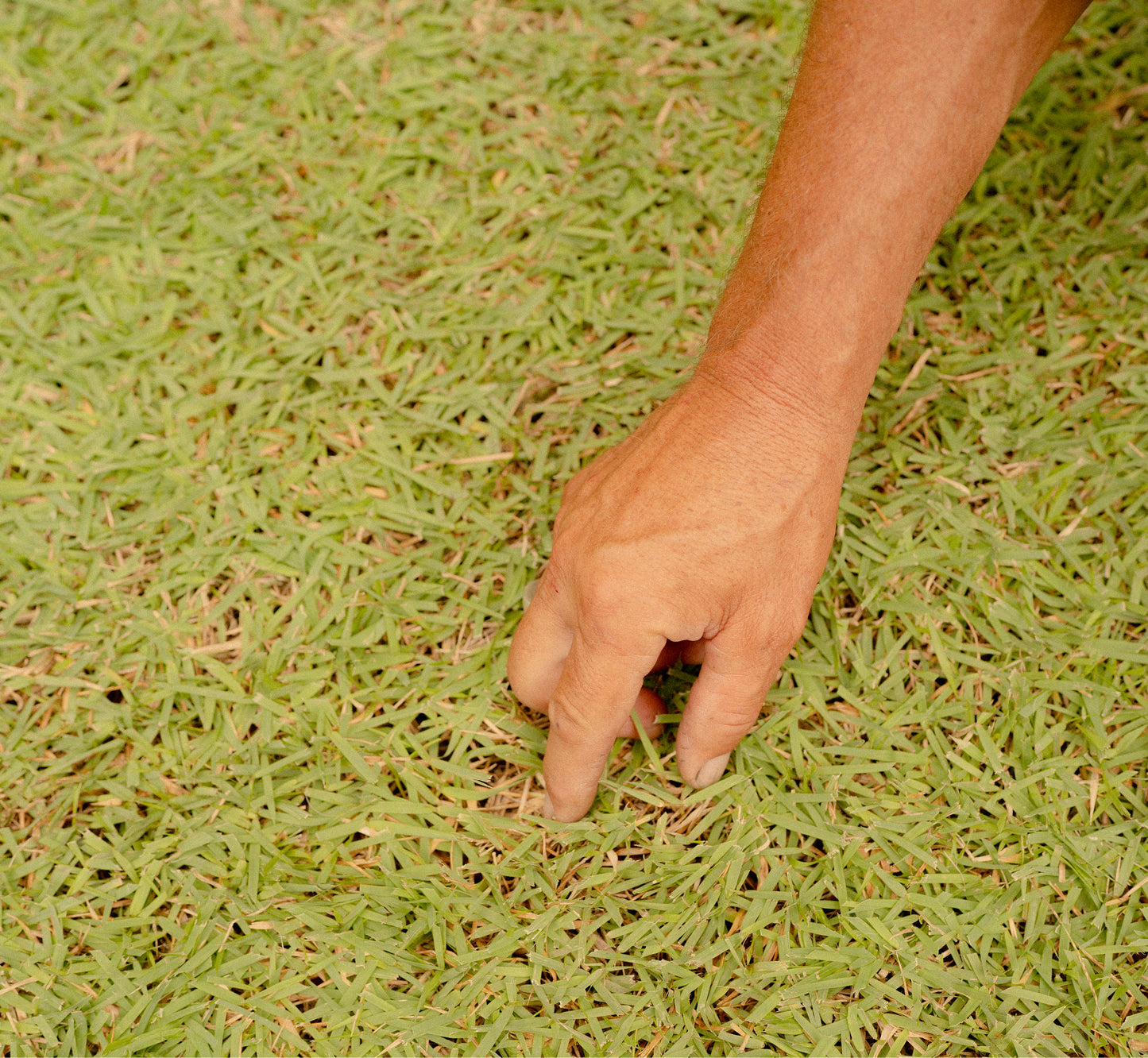 Healthy Leaf Bundle